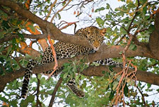 Botswana-Mashatu-Land of the Giants - Mashatu Deluxe Safari